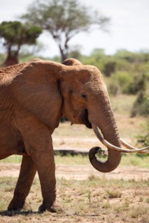 A beautiful large elephant roaming the savannah. Beautifully detailed shot of the elephant in search of food and water. The famous red elephants in the gene of Tsavo West National Park, Kenya, Africa