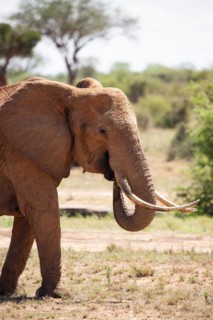 A beautiful large elephant roaming the savannah. Beautifully detailed shot of the elephant in search of food and water. The famous red elephants in the gene of Tsavo West National Park, Kenya, Africa