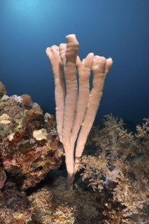 Colony siphon sponge