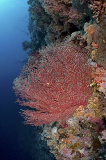 Gorgonian, red knot coral