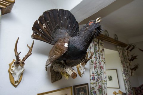 Hunting trophies in a hunting lodge, Styria, Austria, Europe