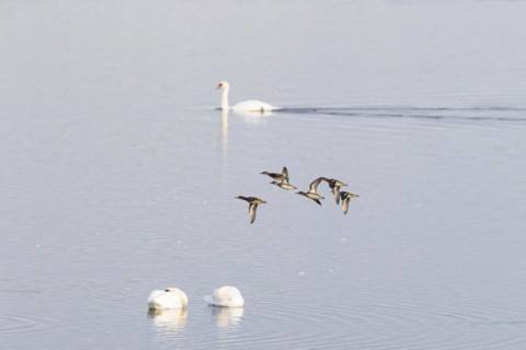 Eurasian teal