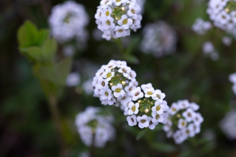 Alyssum