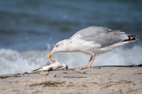 European herring gull