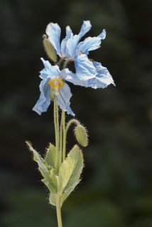 Blue poppy