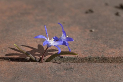 Large Star Hyacinth or Blue Snow Globe