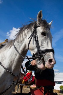 Head of a horse outdoors with partial harness in view