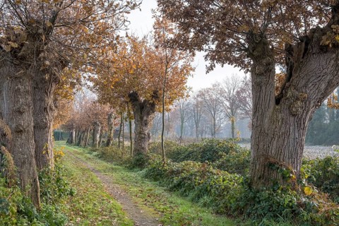 Cultural Monument Kloppendiek, The Kloppendiek, a path with centuries-old oaks, presumably the old processional route of the Catholics who went on pilgrimage from Groenlo and Eibergen in the Netherlan...