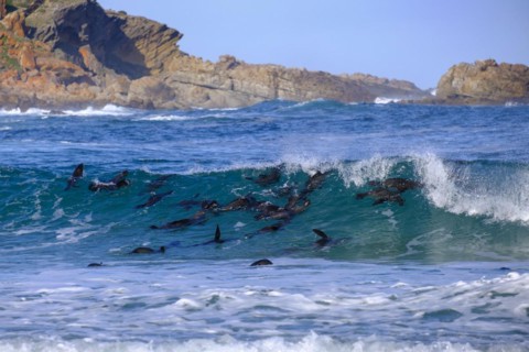 Seals in the water, seal colony, Robberg Island, Robberg Peninsula, Robberg Nature Reserve, Plettenberg Bay, Garden Route, Western Cape, South Africa, Africa