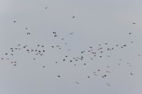 Northern lapwing