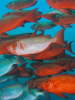 Shoal, group of common bigeye