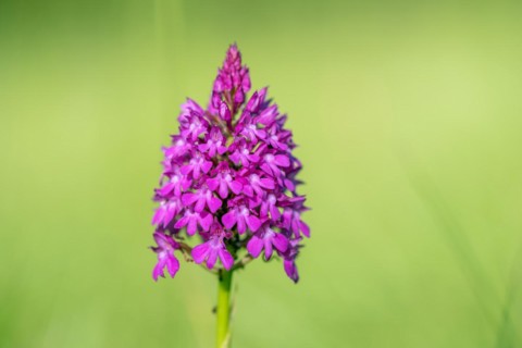 Pyramidal orchid in a meadow in spring. Alsace, France, Europe