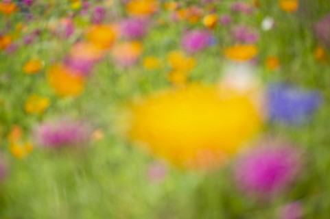 Iceland poppy