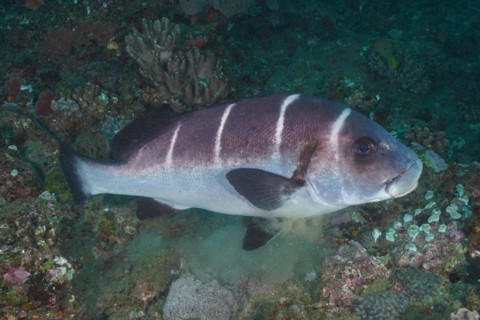 White-banded sweetlips