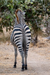 Plains Zebra of the subspecies crawshay's zebra