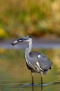 Grey heron