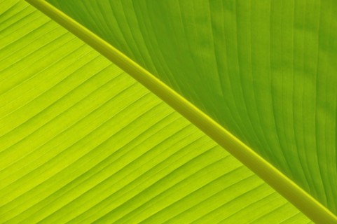 Green Leaf close-up