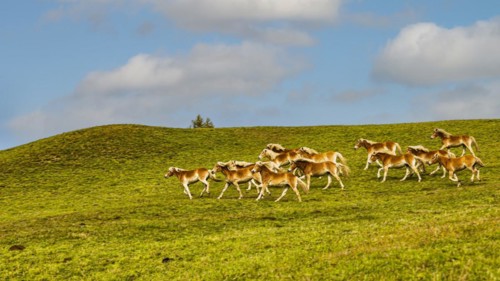 Haflinger horses