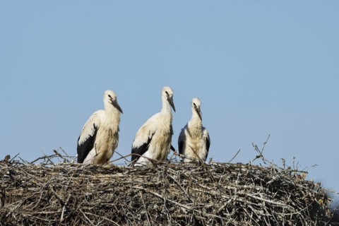 White Stork