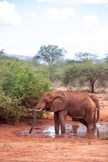 Herd of elephants at a muddy waterhole in Tsavo National Park, Kenya, East Africa, Africa