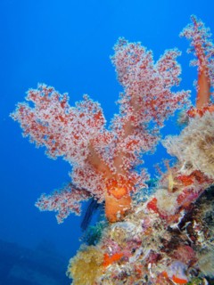 Hemprichs tree coral