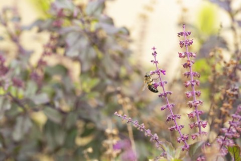 Honey bee on Tulsi,