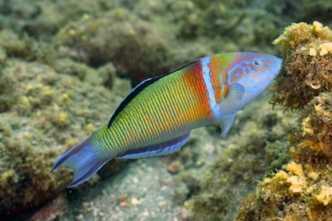 Ornate wrasse