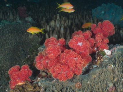 Thistle Tree Coral