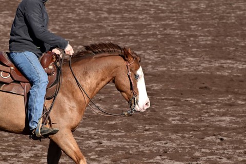 Close-up of the head and neck with headstall and reins of a western horse of the breed American Quarter Horse during training in the riding arena in late winter, chestnut coloured horse with large mar...