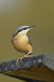 Eurasian nuthatch