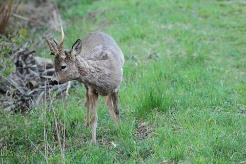 European roe deer