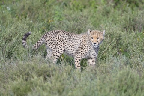 Cheetah