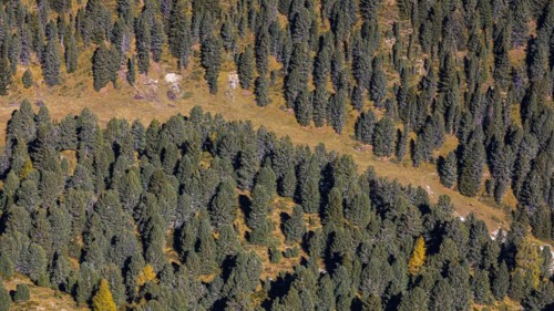 Pine forest, view from the Seceda summit, Val Gardena, Dolomites, South Tyrol, Italy, Europe