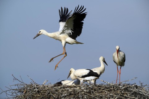 White Stork