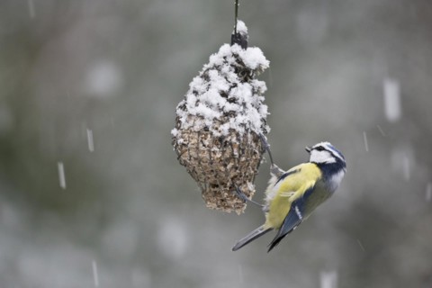 Blue Tit