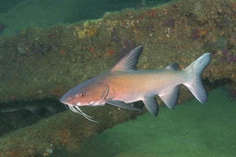 Natal Sea Catfish