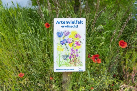 Sign in a wildflower meadow of the NABU Nature and Biodiversity Conservation Union, Brandenburg an der Havel, Brandenburg, Germany, Europe