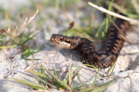 Common european viper