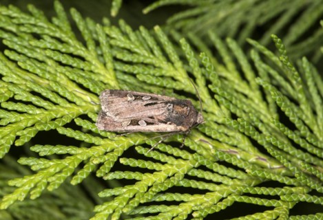 White-line dart