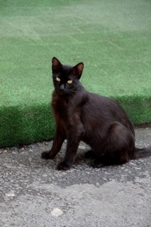 Stray cat seen in the street of the city