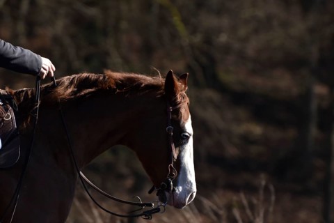 Close-up of the head and neck with headstall and reins of a western horse of the breed American Quarter Horse during training in the riding arena in late winter, chestnut coloured horse with large mar...