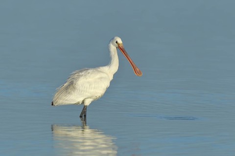 Eurasian spoonbill