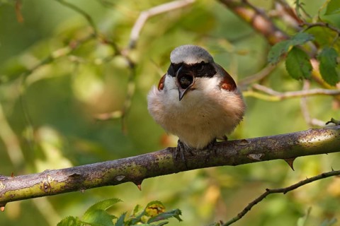 Red-backed Shrike