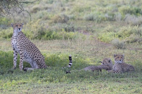 Cheetah
