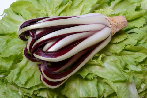 Radicchio in front of endive, Cicorino rosso Tardivo