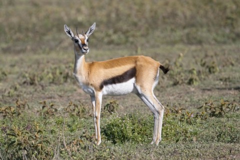 Serengeti thomsons gazelle