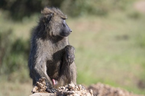 Olive baboon