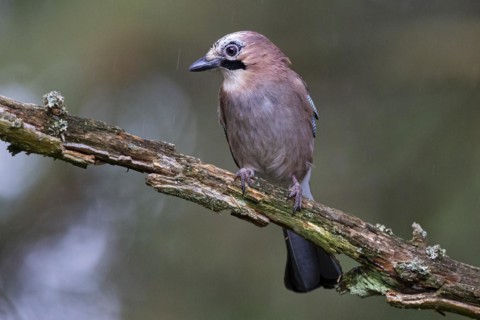Eurasian jay