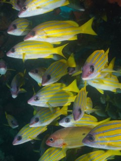 Shoal, group of bluestripe snapper