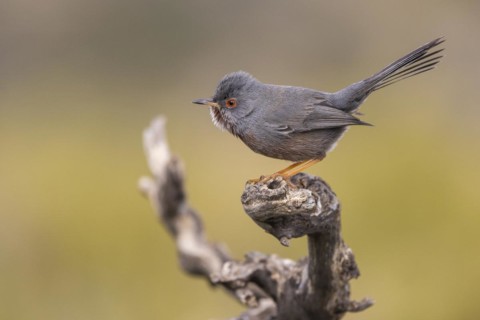 Dartford warbler